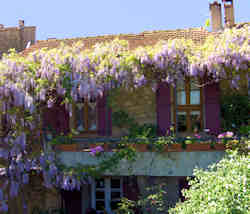 Provencal house with wisteria