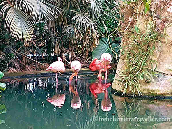 Parc Phoenix flamingo pond