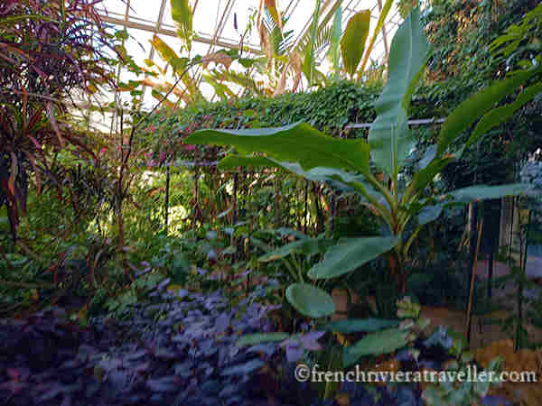 Greenhouse in the Parc Phoenix